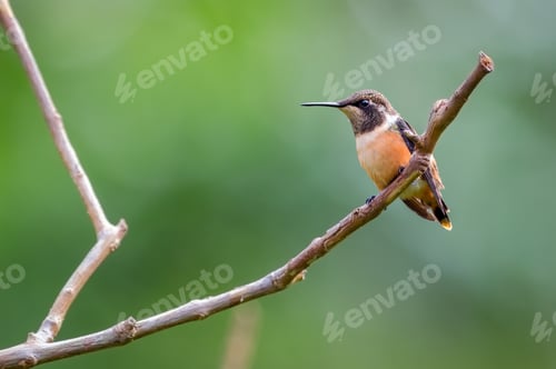 Vista previa: White-bellied Woodstar (chaetocercus mulsant). Small hummingbird perched on a dry branch