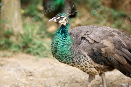 Preview: Peahen