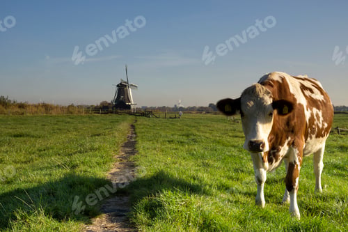 Preview: Cow in a meadow near Westzaan