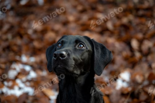 Preview: Portrait of a beautiful black labrador retriever with a shiny coat