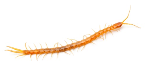 Preview: Centipede in front of white background