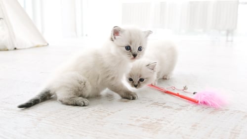 Preview: Fluffy Ragdoll Kittens Indoors