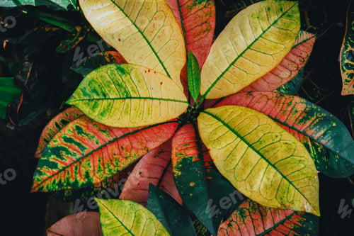 Preview: Colorful Tropical Leaves in Vibrant Green, Yellow, and Pink Hues