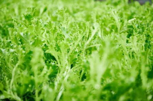Preview: Arugula leafy plants with green pinnate leaves.