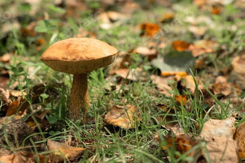Preview: One big mushroom in autumn forest. Nature, harvest concept. Selective focus.