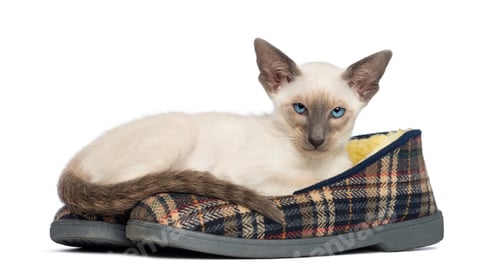 Preview: Oriental Shorthair kitten, 9 weeks old, lying on pair of slippers against white background