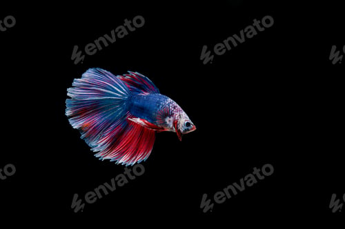 Preview: Beautiful colorful of siamese betta fish