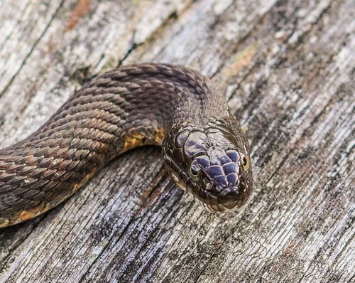 Preview: Closeup of a northern water snake on a wooden background.
