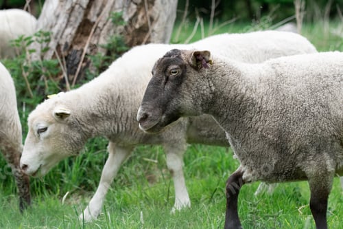 Preview: Photo of sheep in grass field