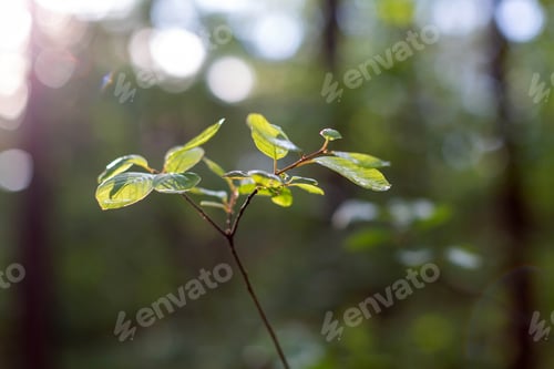 Preview: Young branch in spring sunlight