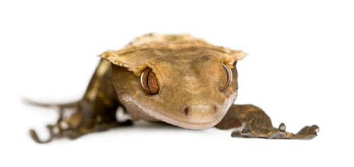 Preview: New Caledonian Crested Gecko, Rhacodactylus ciliatus against white background