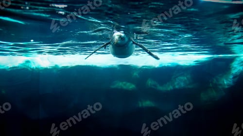 Preview: Underwater image of penguin swimming near the big iceberg in cold ocean water