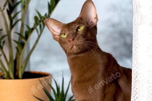 Preview: Portrait of a brown Abyssinian cat. Shallow depth of field, soft focus.
