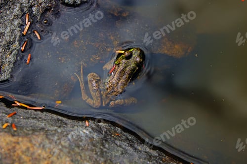 Preview: Mink Frog