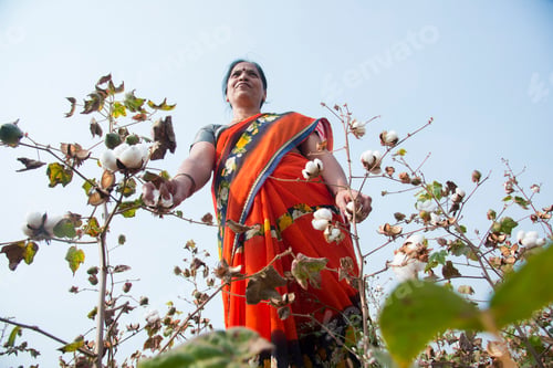 Preview: Indian woman harvesting cotton in a cotton field.