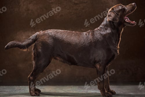 Preview: The portrait of a black Labrador dog taken against a dark backdrop.