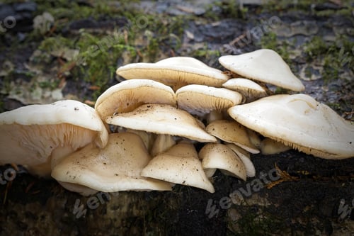 Preview: Oyster mushrooms on a log.