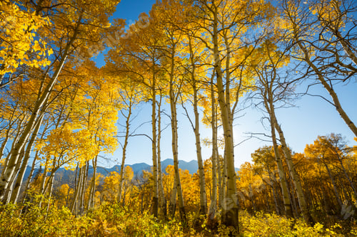 Preview: Autumn forest