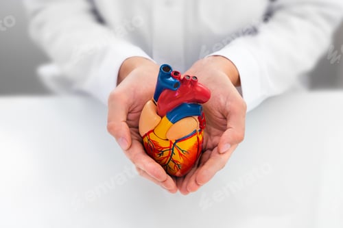 Preview: Doctor showing support for heart and cardiac health. Anatomical model of heart in hands