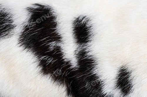 Preview: Macro close-up of black and white spotted Checkered rabbit fur