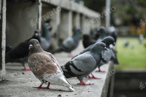 Preview: pigeons in the urban environment.