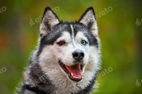 Preview: Purebred Siberian Husky dog with open mouth sticking out tongue, friendly Siberian Husky portrait