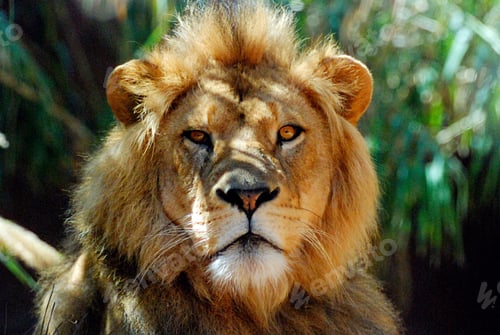 Preview: Curious lion....