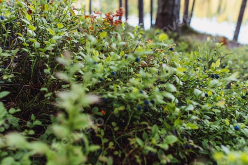 Preview: closeup of bilberry bush. ripe berries grow wild in forest