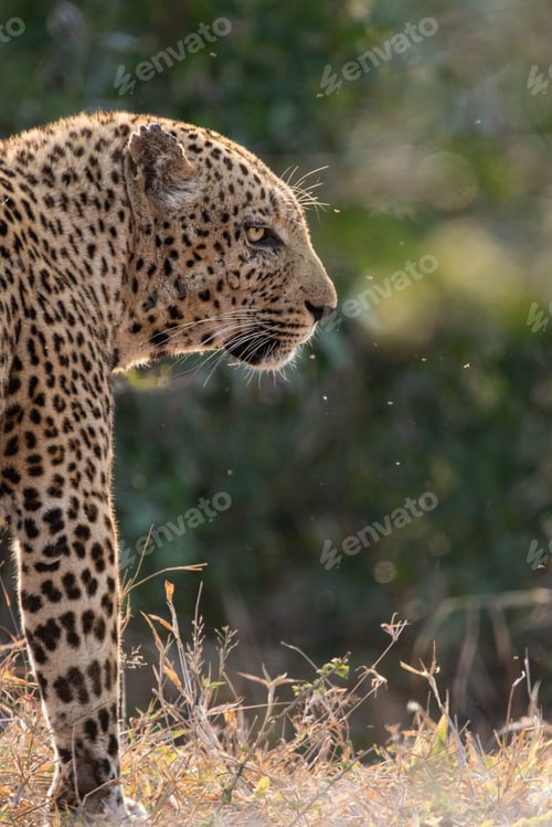 Preview: Side profile of a male leopard, Panthera pardus.