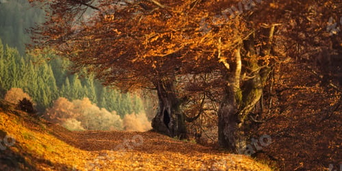 Preview: Scenic Autumn Forest Path Lined with Vibrant Orange Foliage