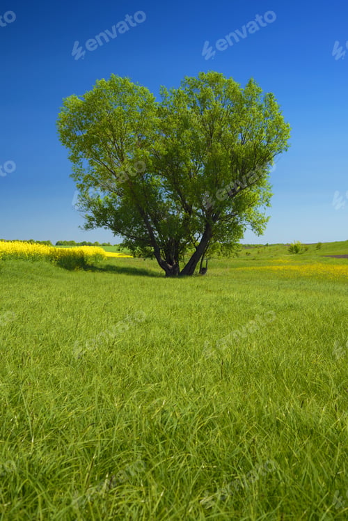 Preview: Tree in the form of heart