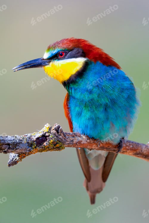 Preview: Bee-eater