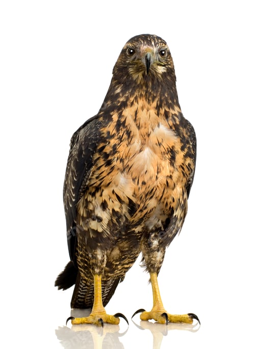 Preview: Young Black-chested Buzzard-eagle () - Geranoaetus melanoleucus