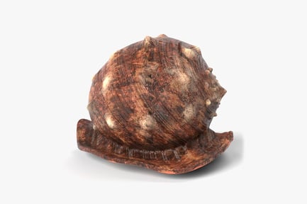 Preview: Knobby Triton Seashell