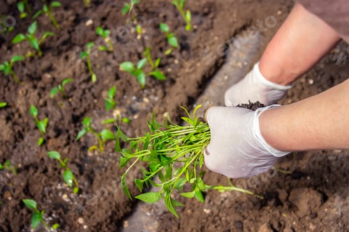 Preview: a woman is planting pepper seedlings in a greenhouse. Seedlings of sweet pepper.