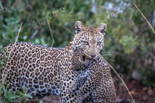 Preview: Leopard carrying a cub.