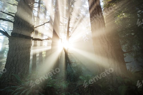 Preview: Sunny beams