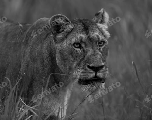 Preview: Grayscale of a majestic African lion walking through a lush green grassland