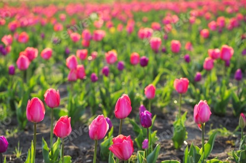Preview: Field with fresh beautiful tulips, space for text. Blooming spring flowers