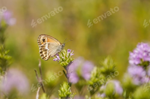 Preview: Closeup shot of a Dusky heath butterfly on a flower
