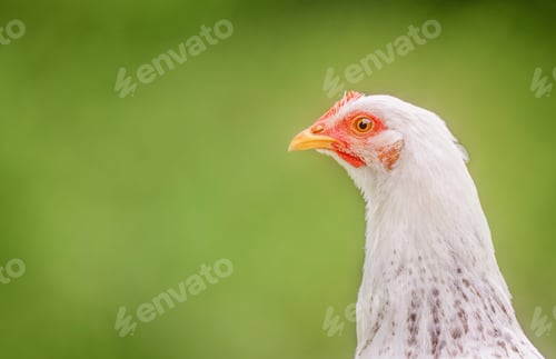 Preview: Portrait of a chicken on a green background