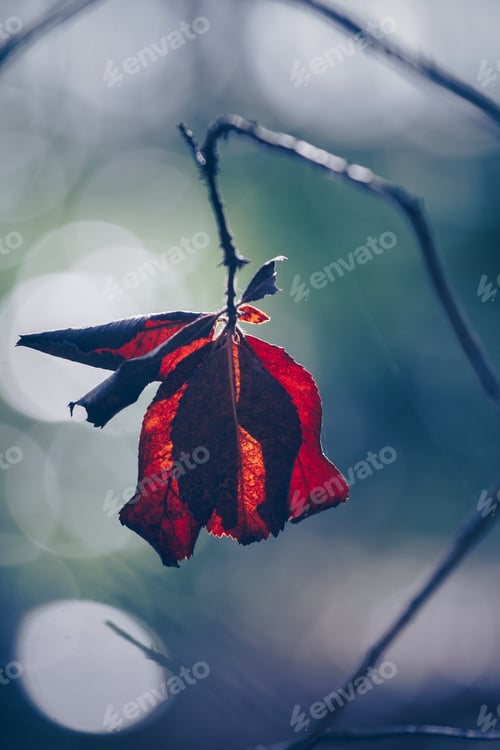 Preview: Vertical shot of single red leaf on a branch after leaf fall.wallpaper