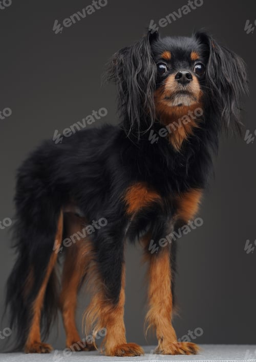 Preview: Adorable toy terrier dog posing against gray background