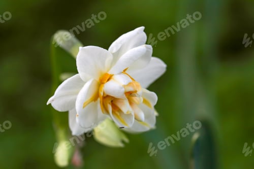 Preview: Beautiful white daffodils in a field. Karaburun,Izmir/Turkey. (Narcissus)