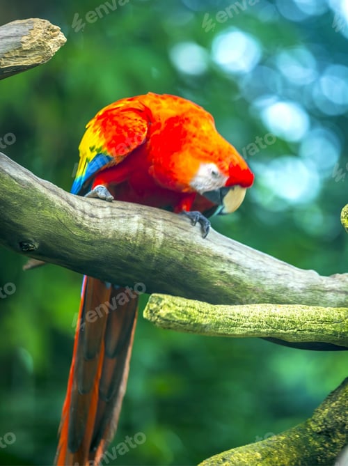 Preview: bird, parrot, Scarlet, Macaw