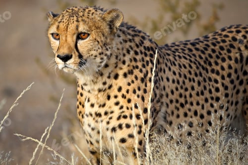 Preview: Closeup of a vigilant cheetah in the Namibian savannah