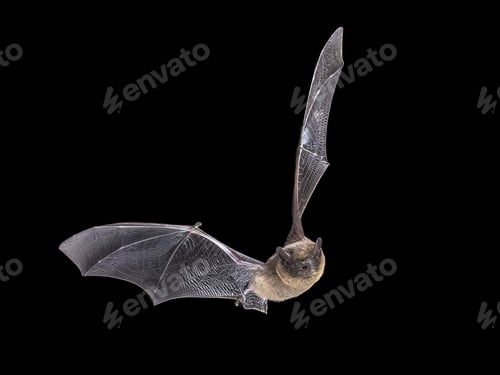 Preview: Flying Pipistrelle Bat on black background