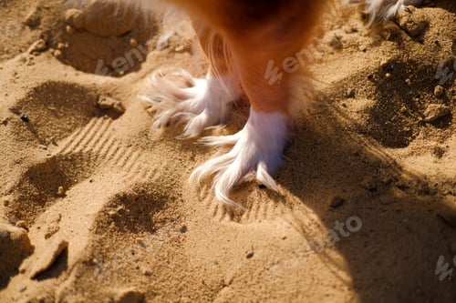 Preview: Dog walking on a sand beach. Funny spaniel mutt paws in summer day