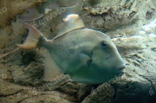 Preview: White triggerfish Balistes capriscus polylepis