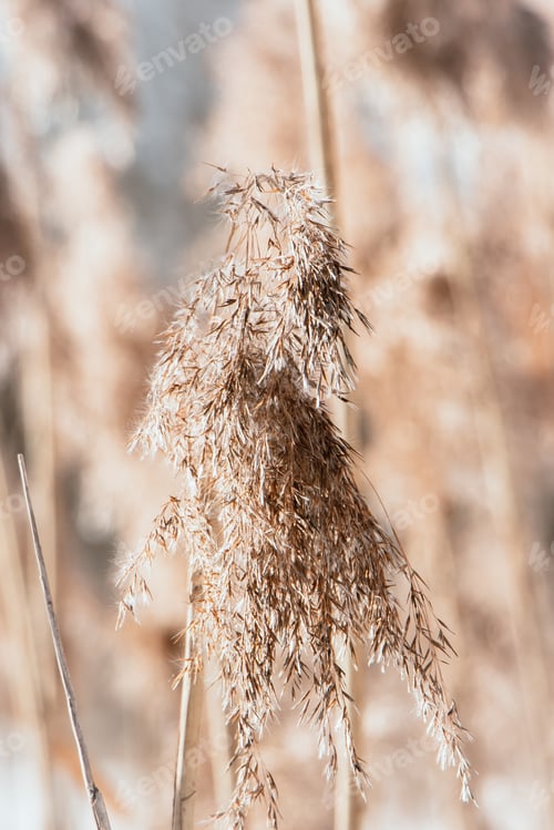 Preview: Dry reeds close up. Pampas grass on light background.
